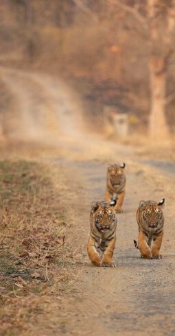 Tigers