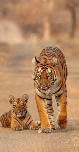 Tigers