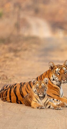 Tigers